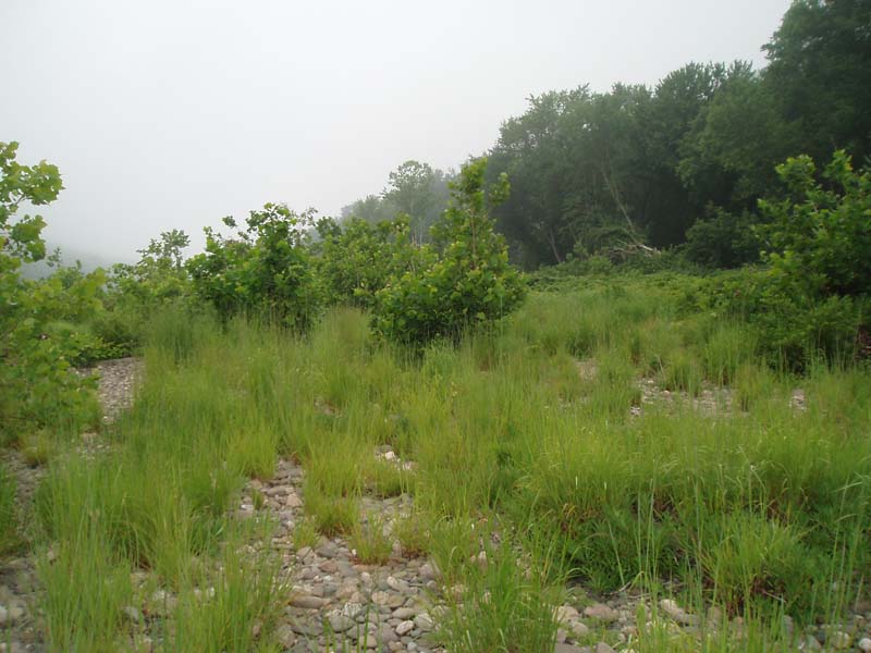 Big Bluestem - Indian-grass Floodplain Grassland